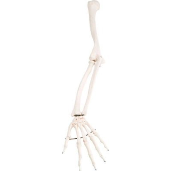 Fabrication Enterprises 3B® Anatomical Model - Loose Bones, Arm Skeleton, Left 12-4582L